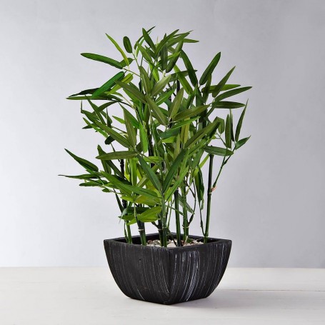 Planta Bamboo con piedras y maceta Haus