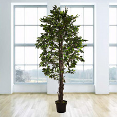 Planta Ficus