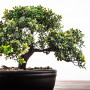 Árbol Bonsái Plástico con Maceta Negro de Cerámica Haus