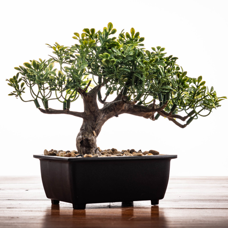 Árbol Bonsái con Maceta Negro de Plástico Haus